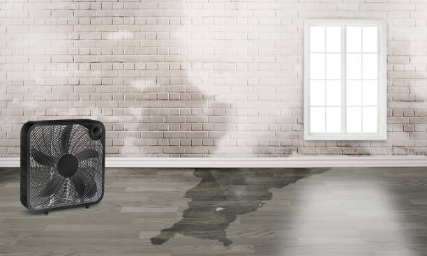 Best Mold removal after water damage  in Manchester, MI